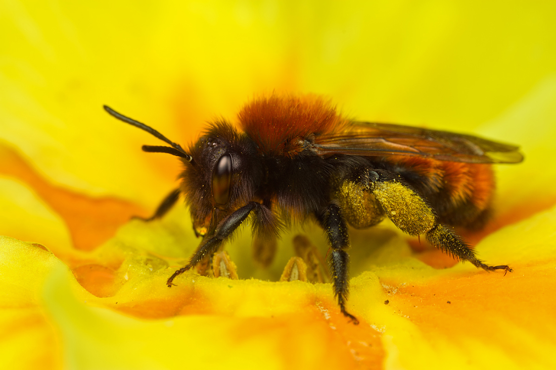 Tawny Mining Bee 6